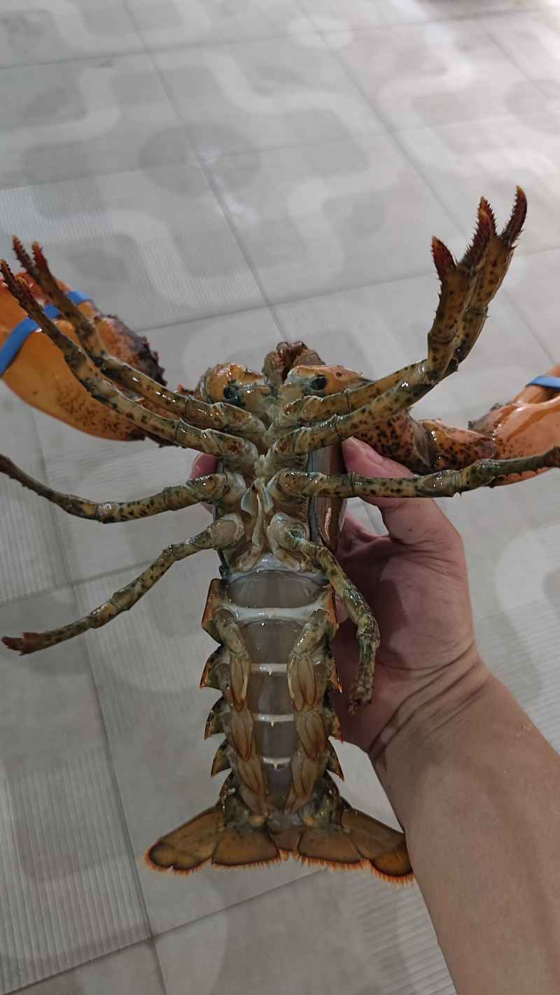 大龙虾