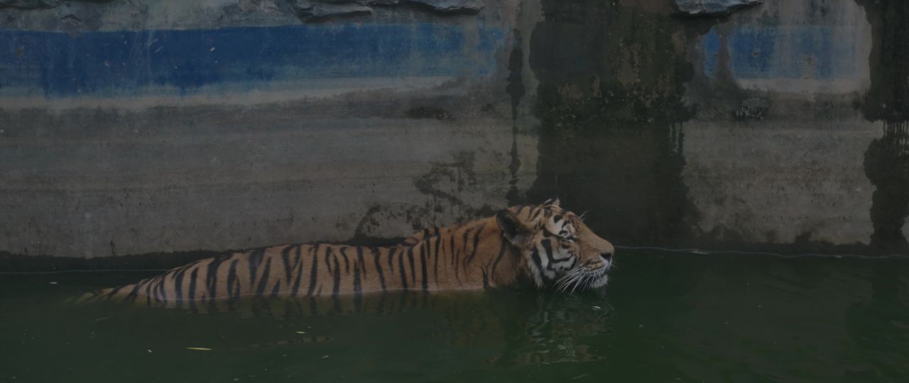 老虎游泳