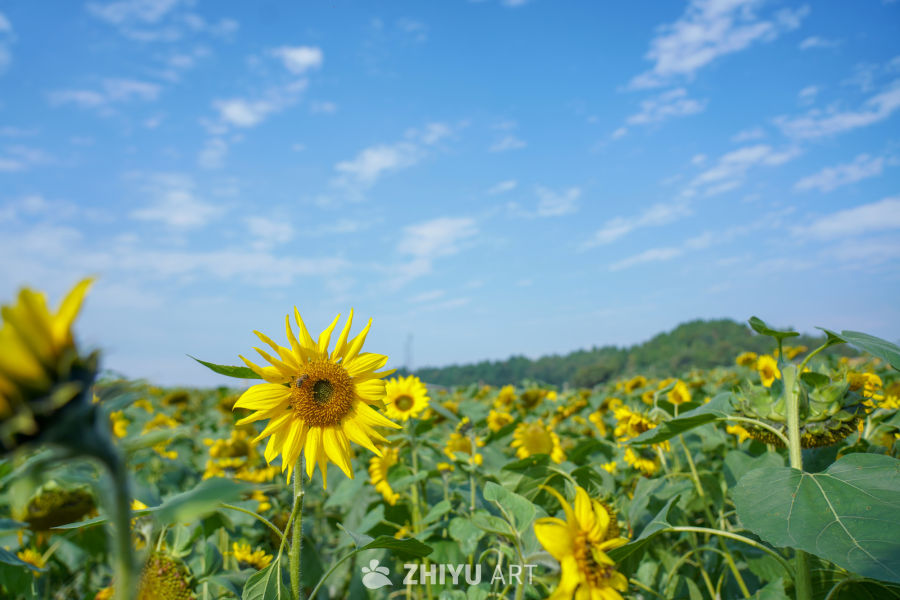 中江挂面村向日葵花海 7