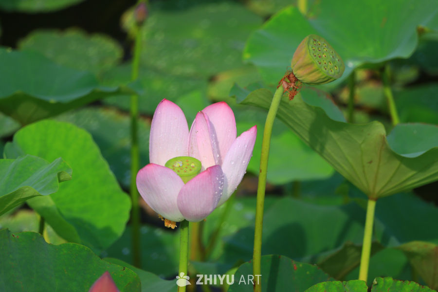 盛夏荷花 97