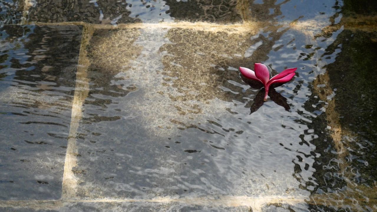 微风水波中的红色鸡蛋花