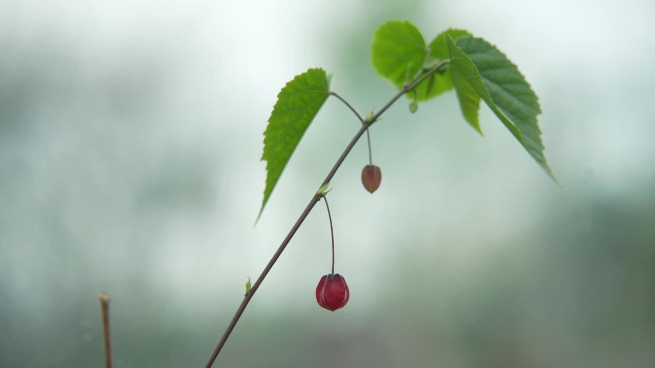 园林里的花花草草 7