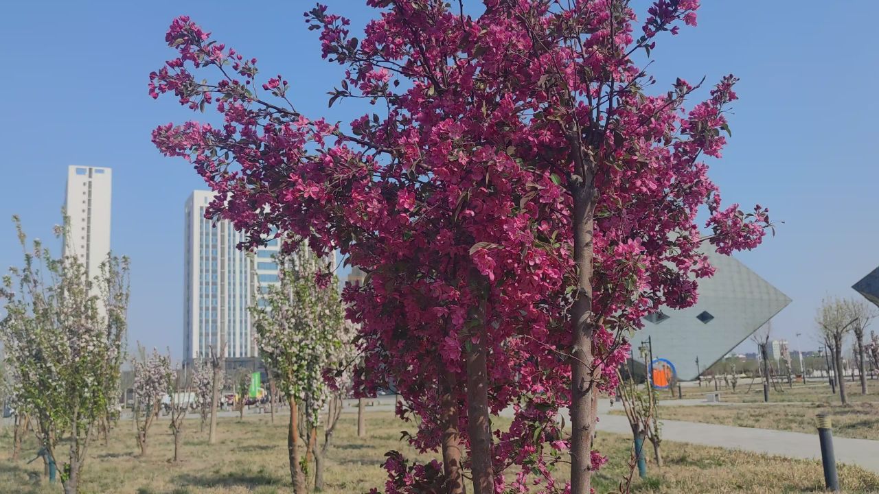 春天 花已开 6
