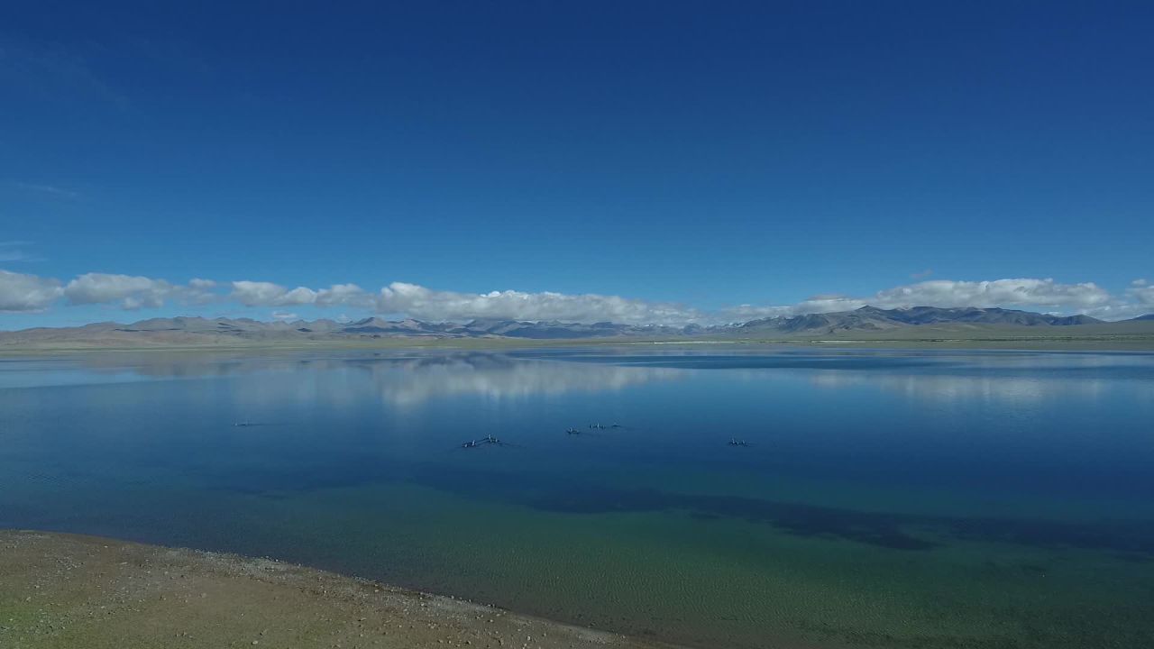 湖泊水鸟