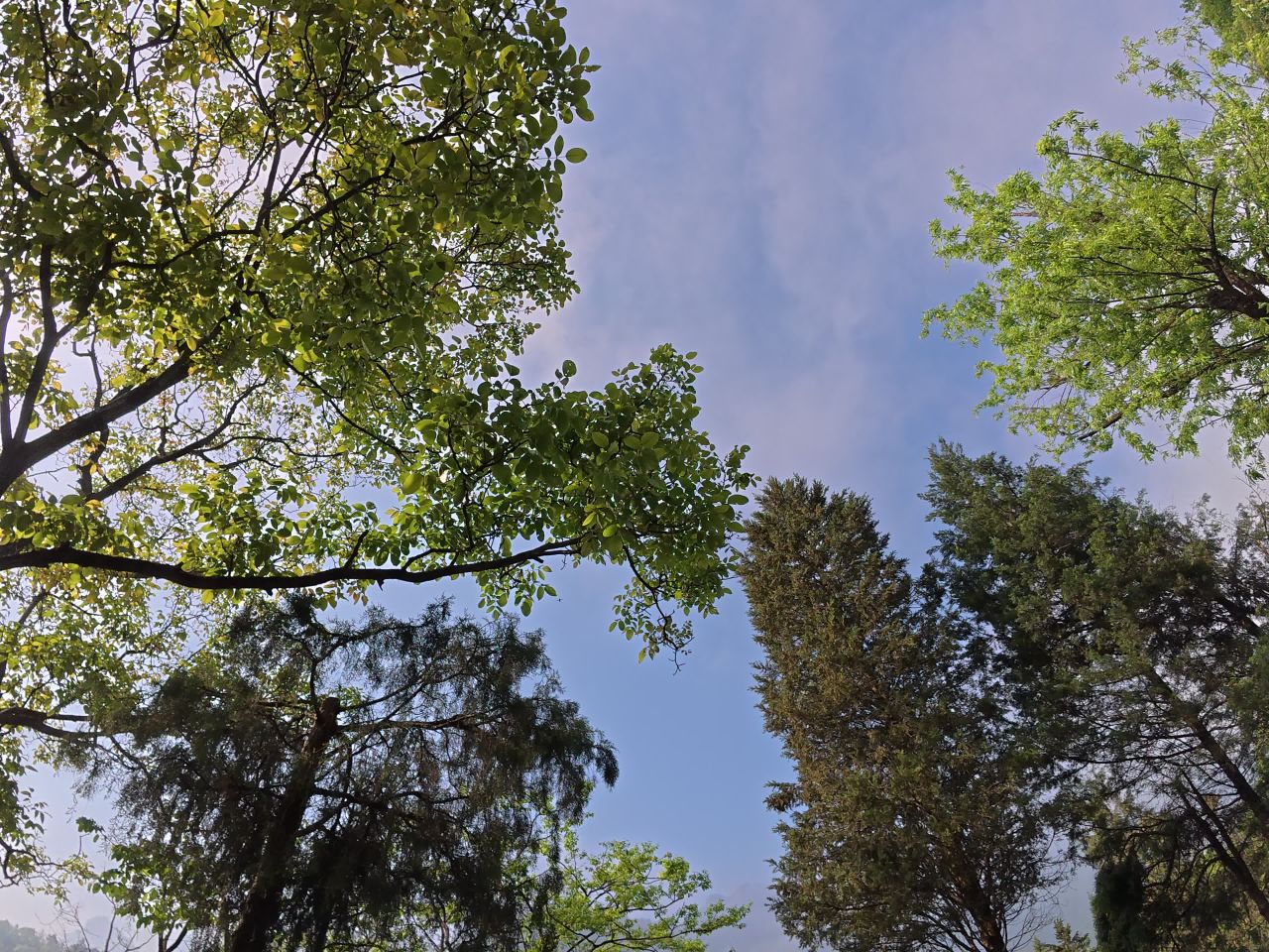 树梢下的天空