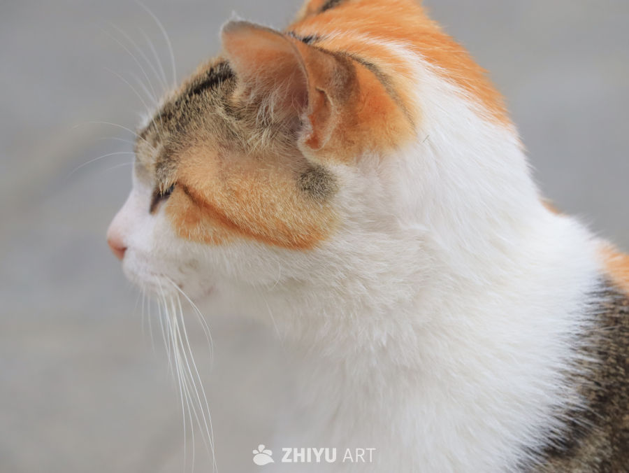 沉睡的猫咪