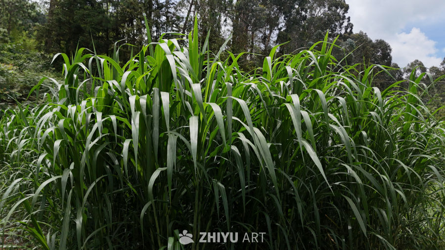绿意盎然的高草地