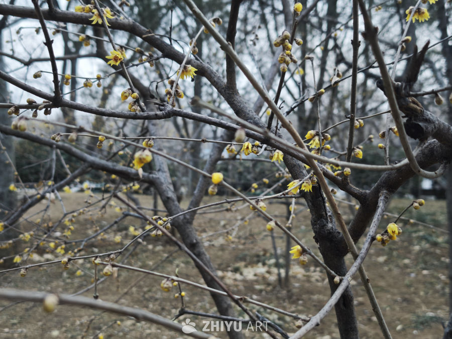 冬日腊梅绽放