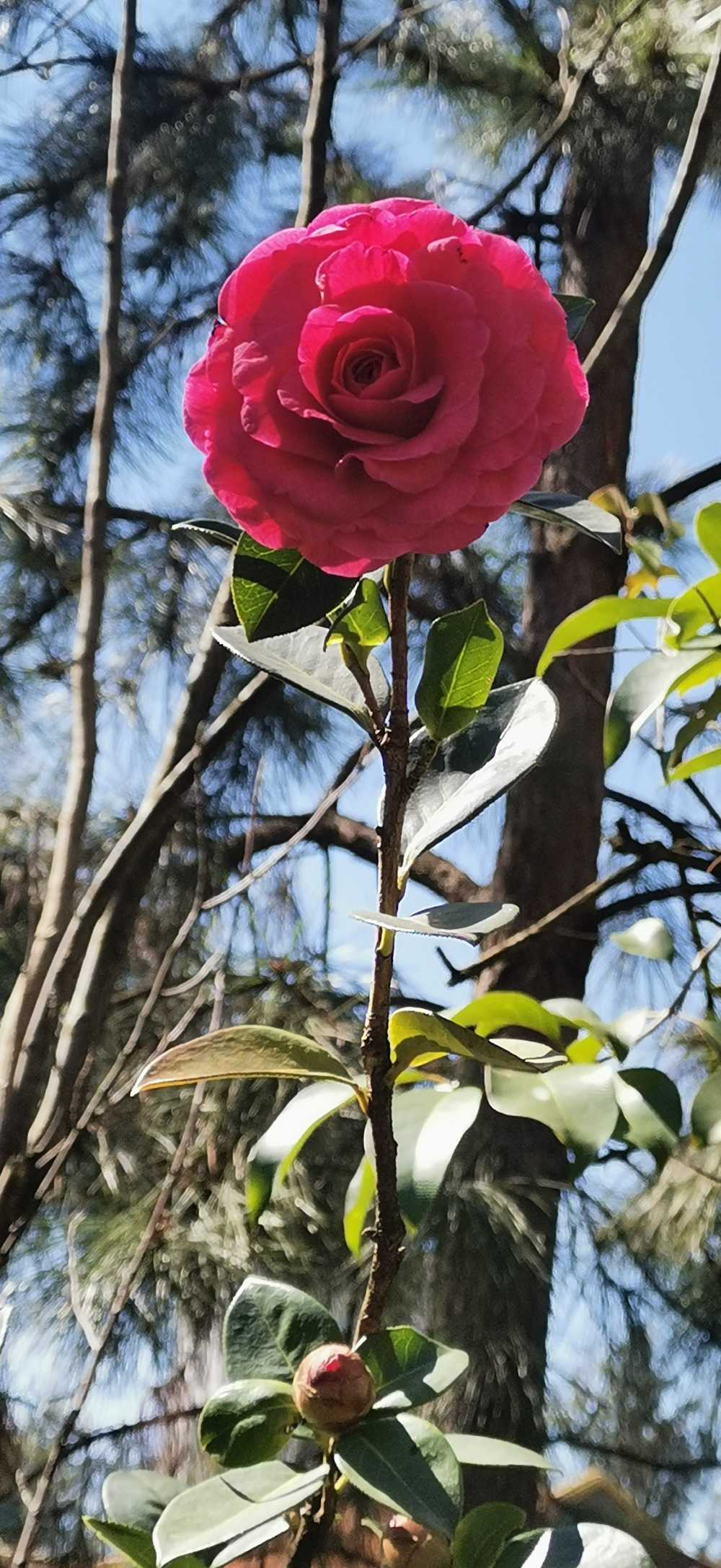 杜鹃花