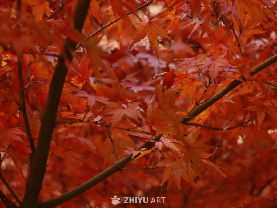初冬时节见红叶，冬日背景素材