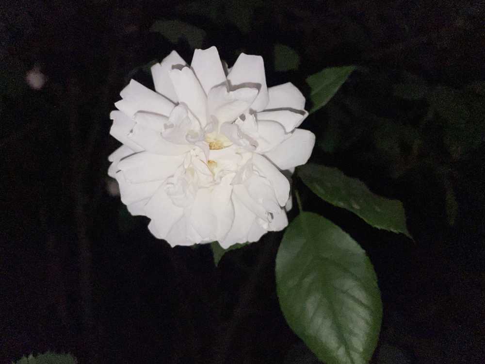 独白