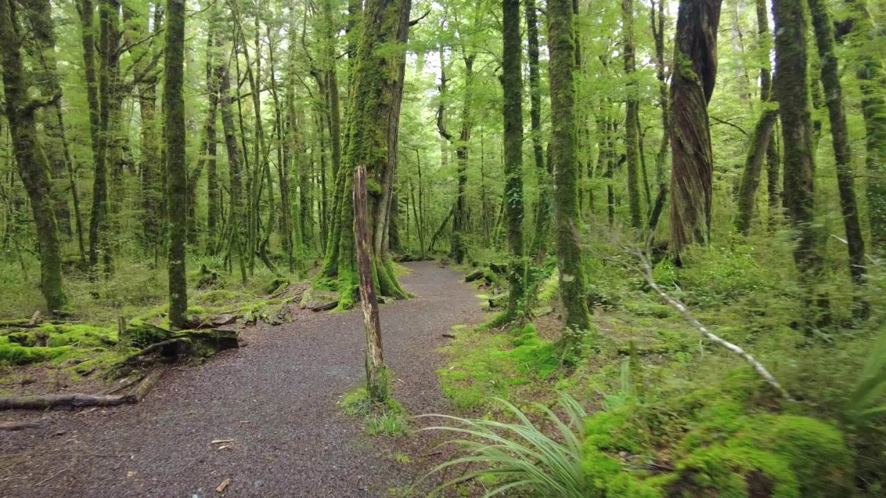 新西兰南岛蒂阿古恩湖步道指环王电影中的迷雾森林 1