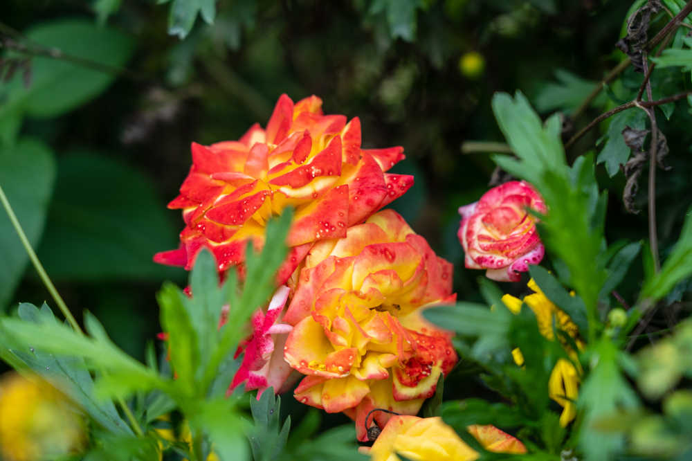 玫瑰谷的月季花