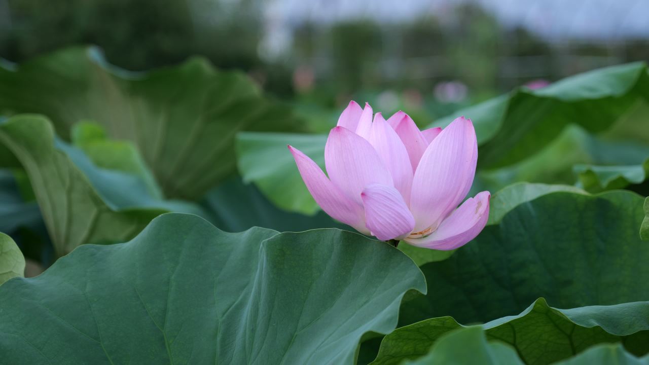 荷花 33