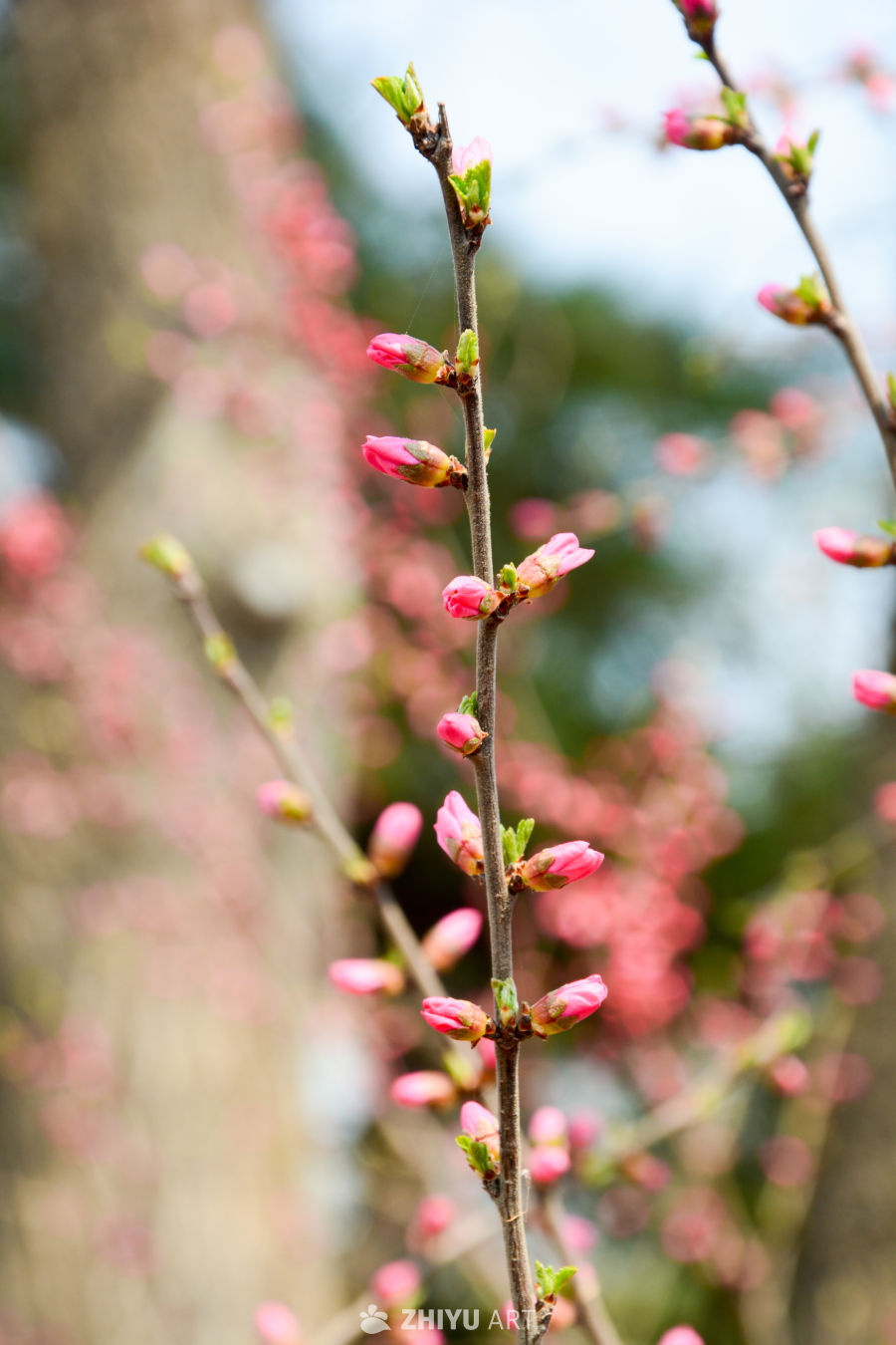 春花榆叶梅