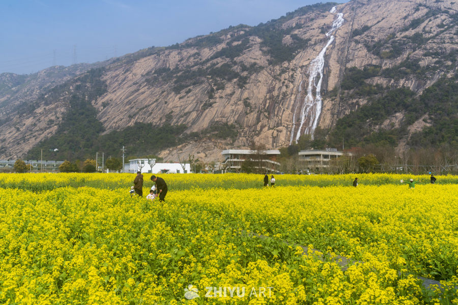 油菜花海与瀑布