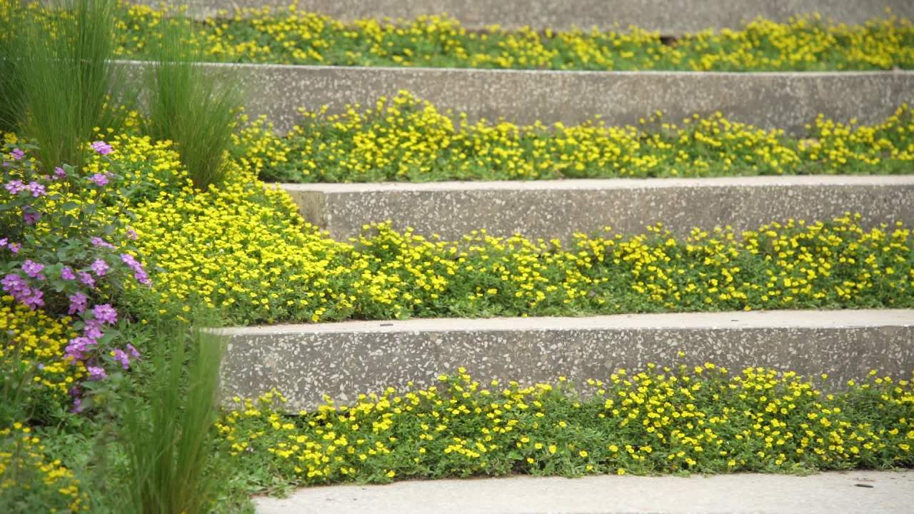 园林里的花花草草 8