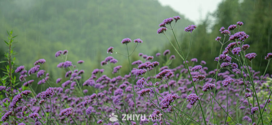 雨中紫花山林景