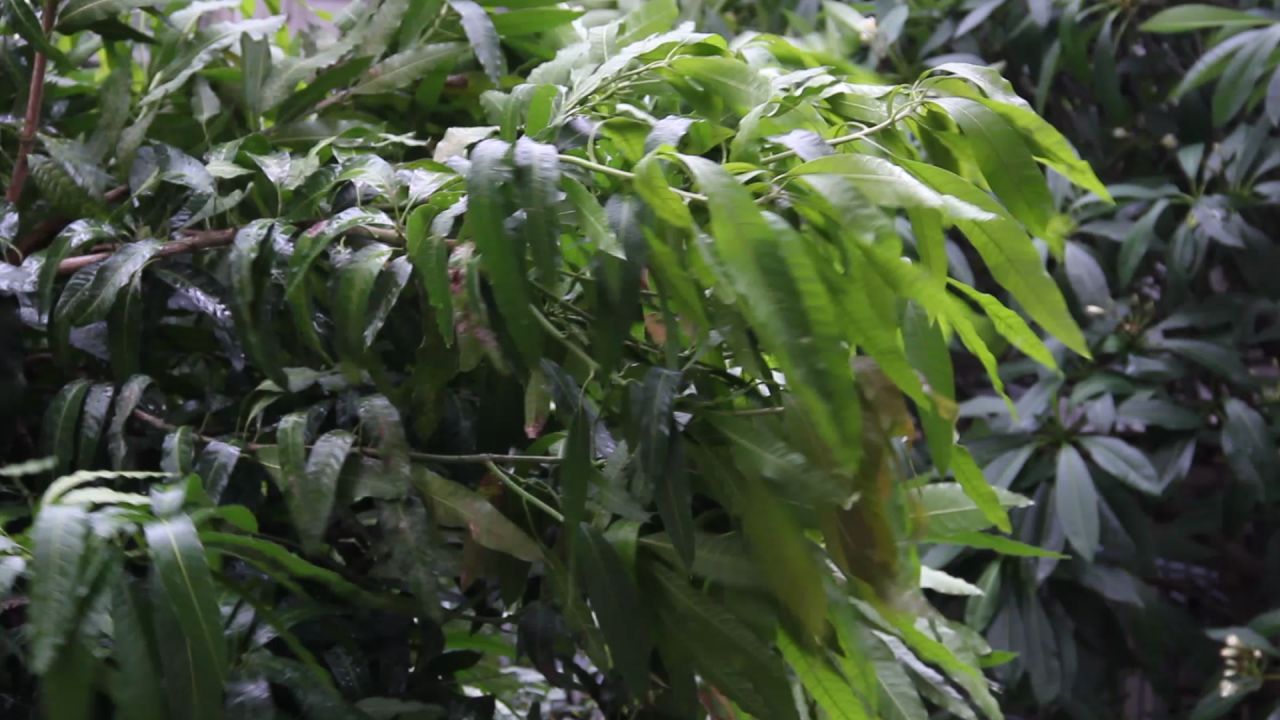 大风中的芒果树枝叶