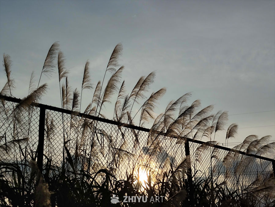 芦苇与夕阳的剪影