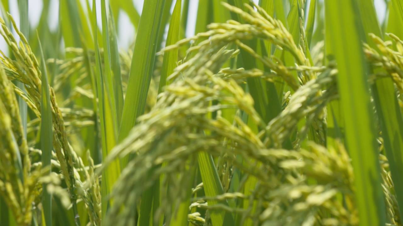 水稻粮食庄稼五常大米 26