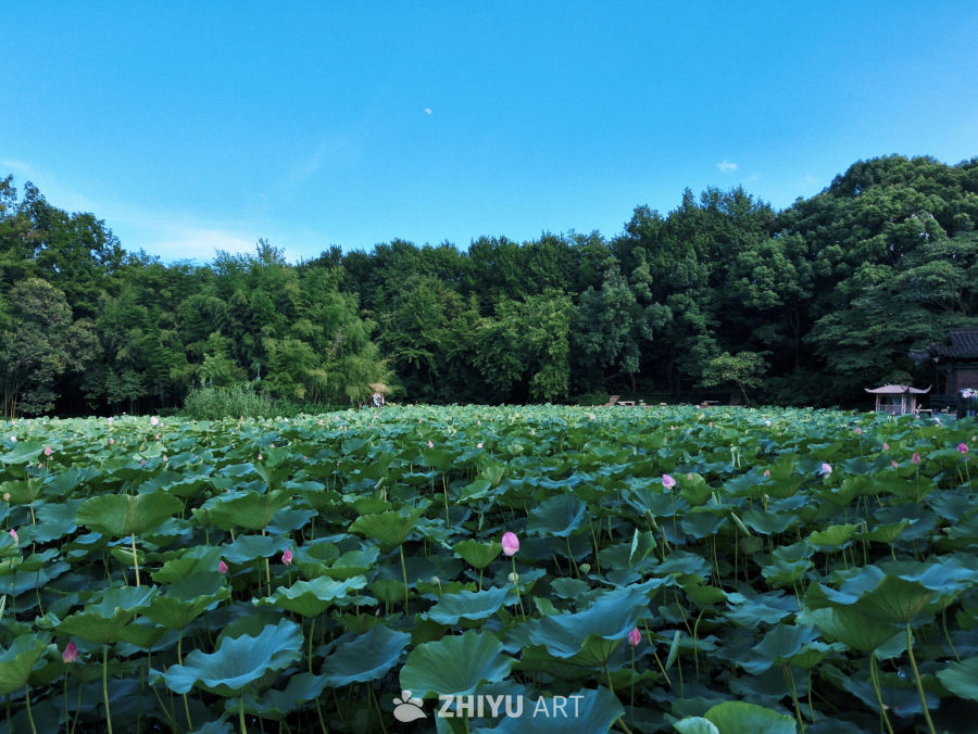 夏日里生机勃勃的荷花池