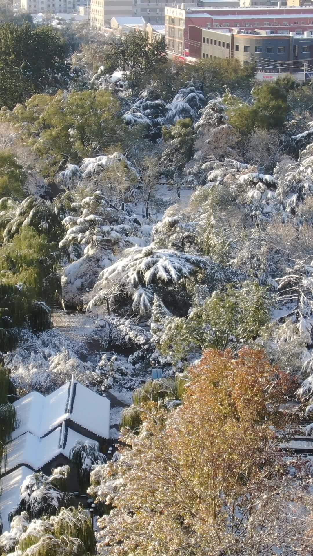 冬日雪景下的城市公园
