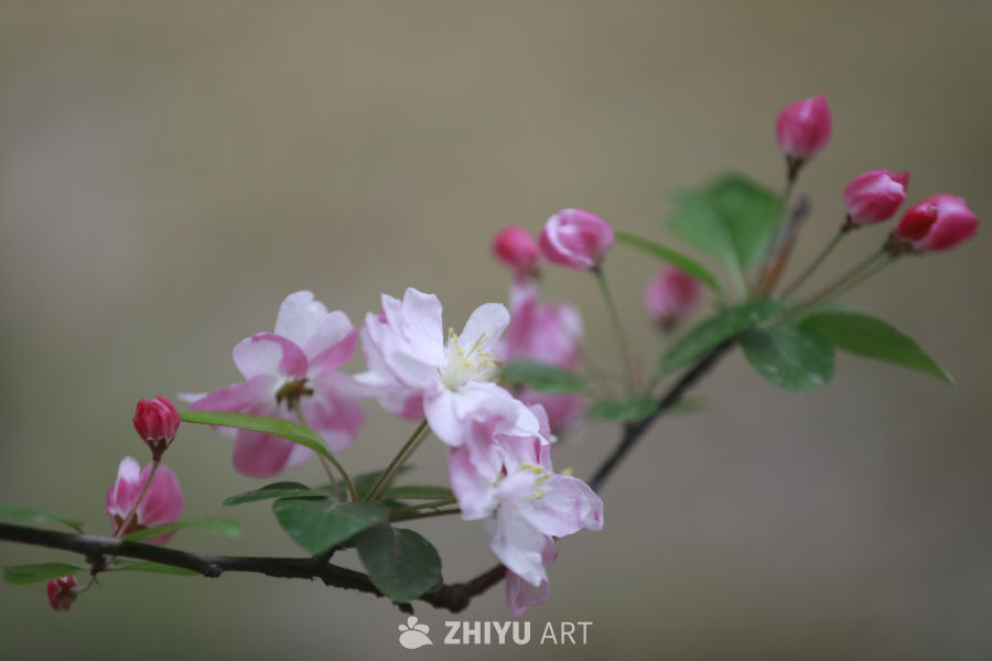 春日花开