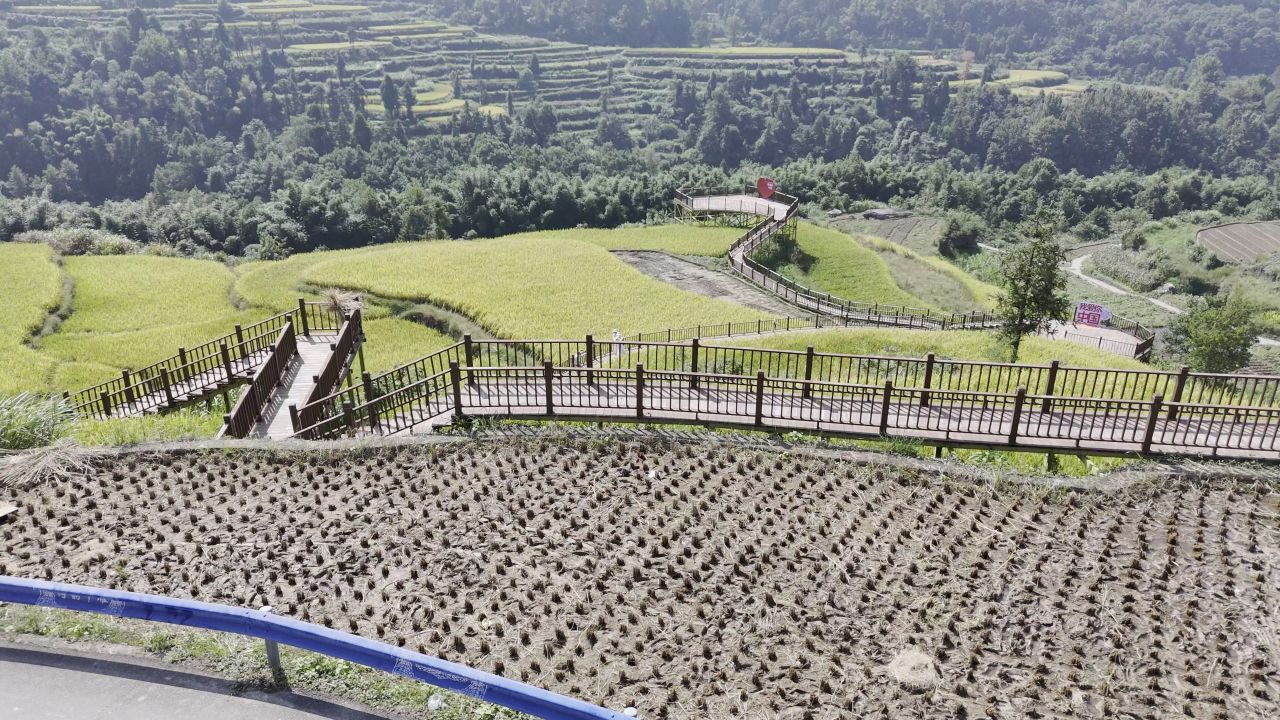 温州中雁荡山与梯田水稻 39