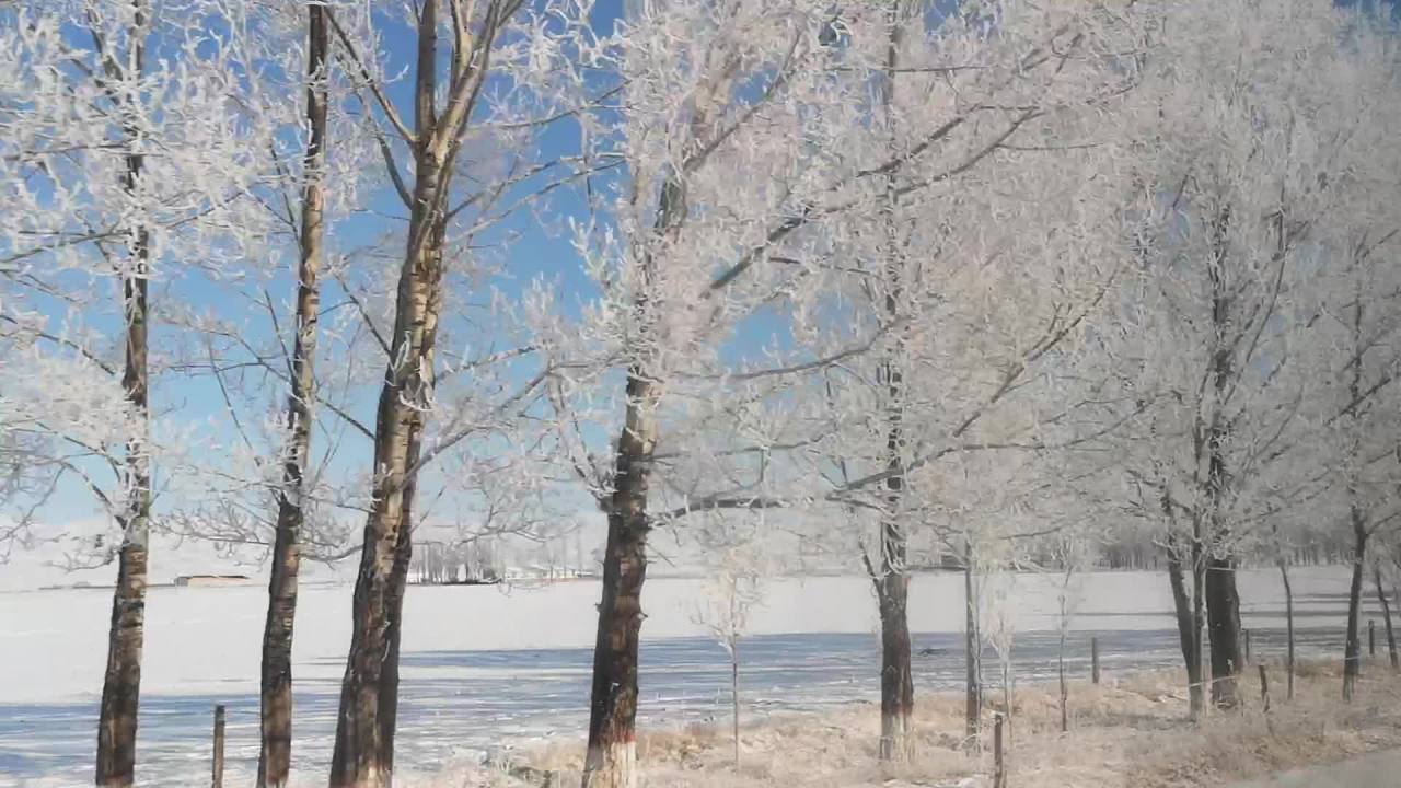 冬日雪林静谧景