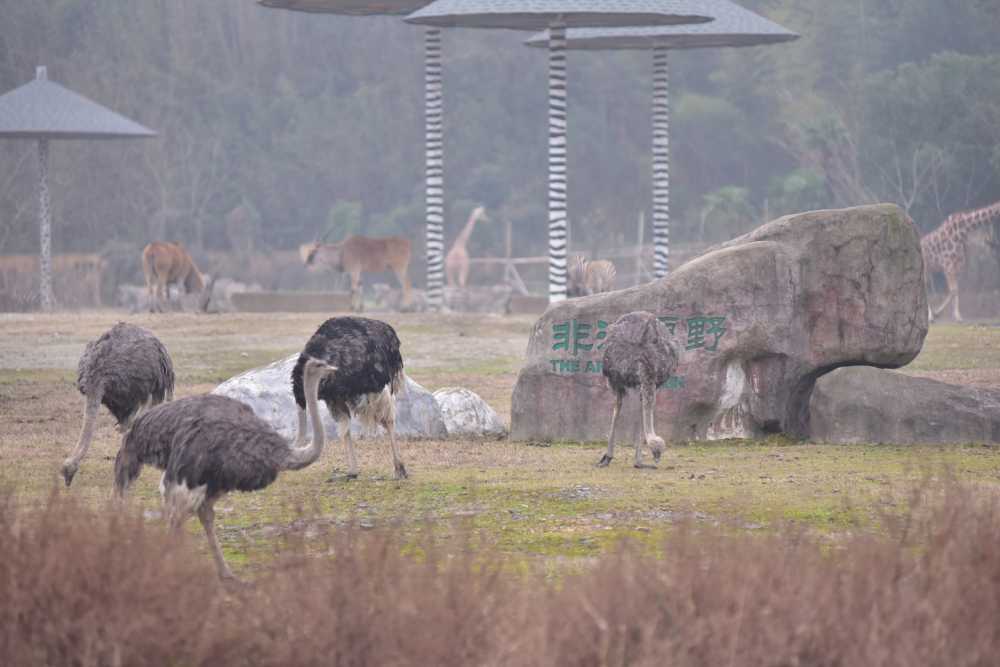 2020.1.22 雅戈尔动物园