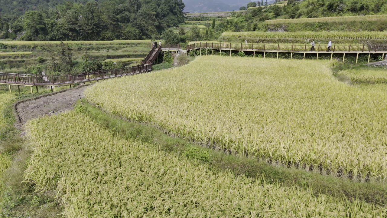 温州中雁荡山与梯田水稻 16