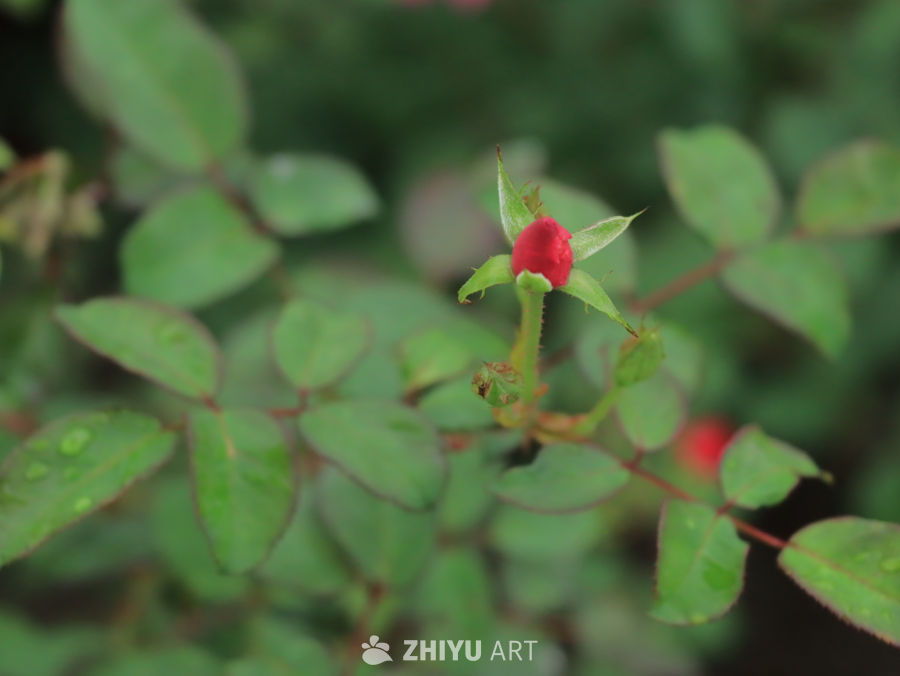 雨后初绽的玫瑰花蕾