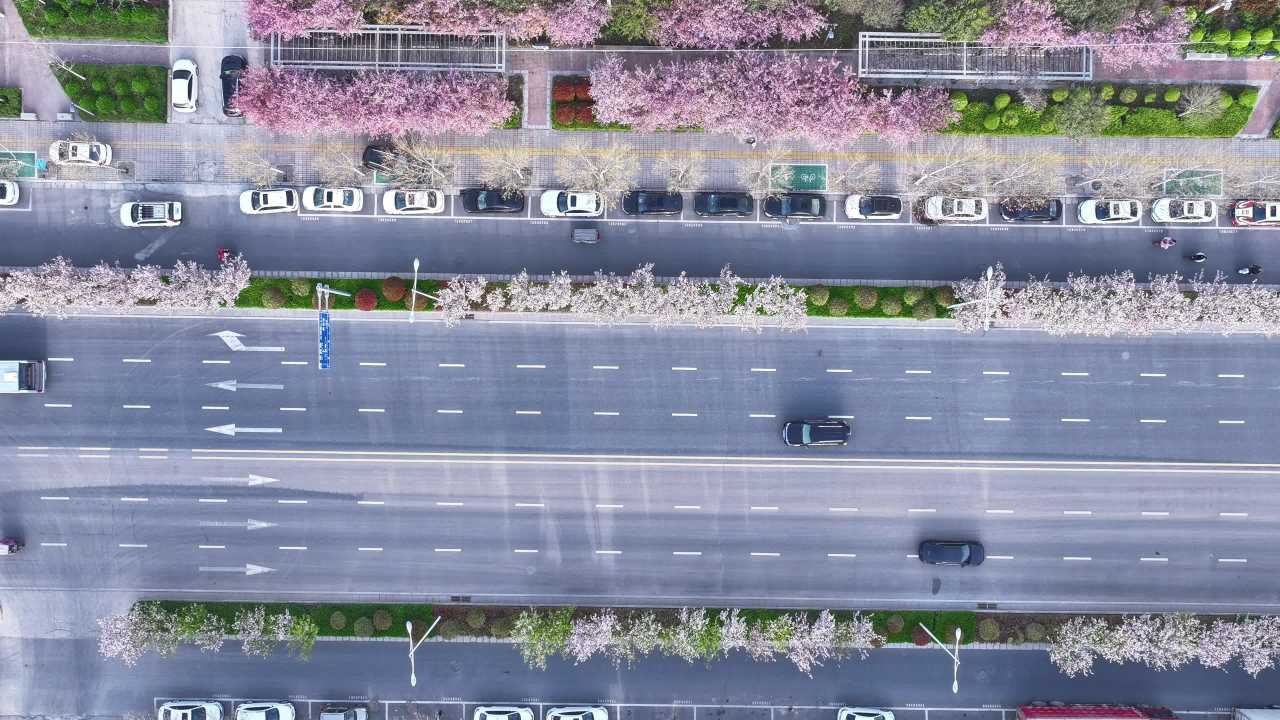 樱花盛开的城市街道