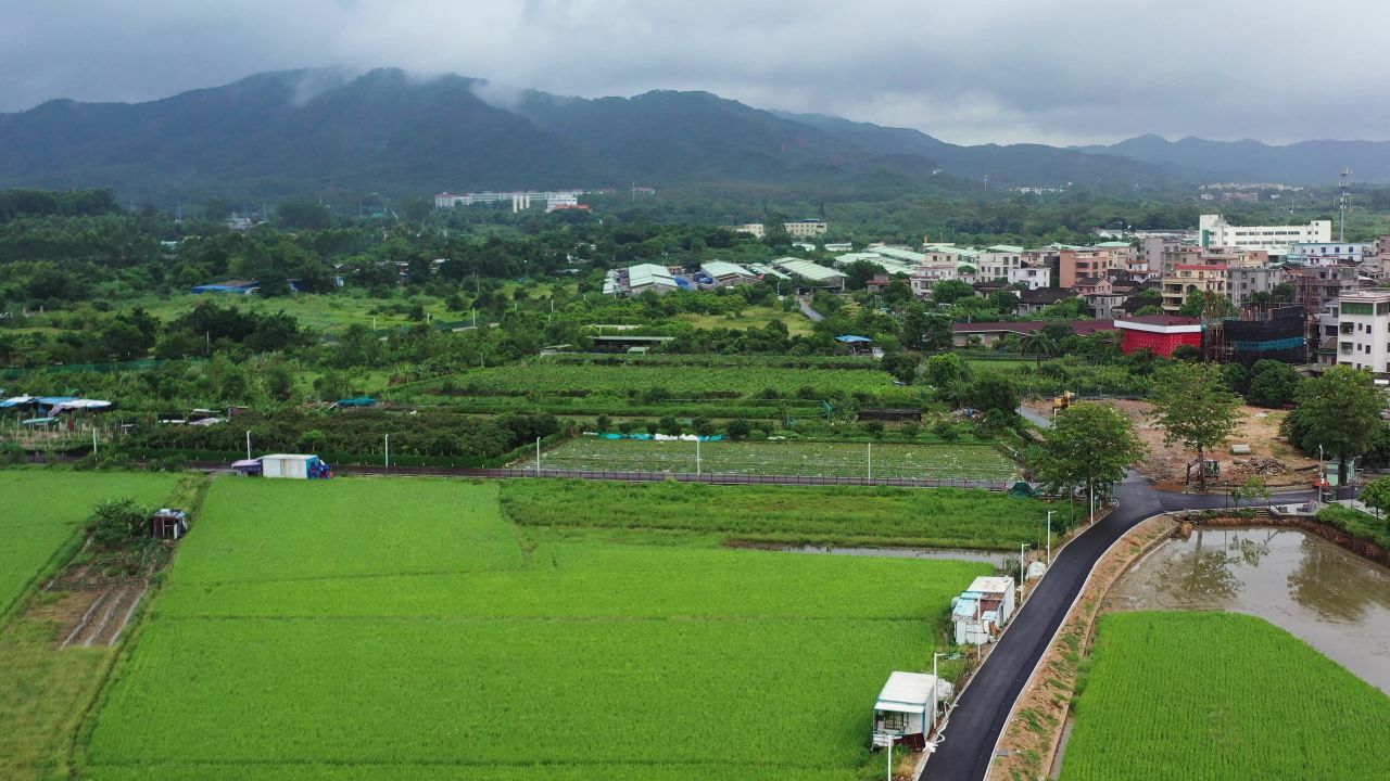珠海那洲稻田