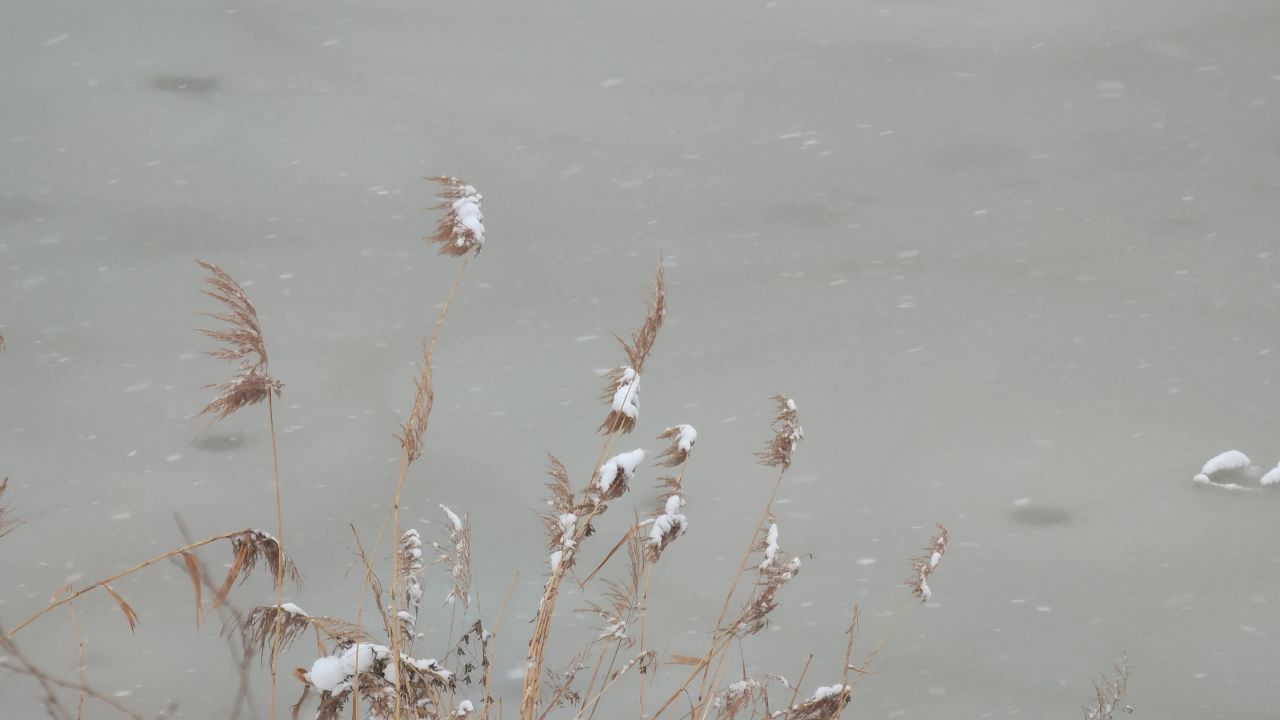 雪后芦苇