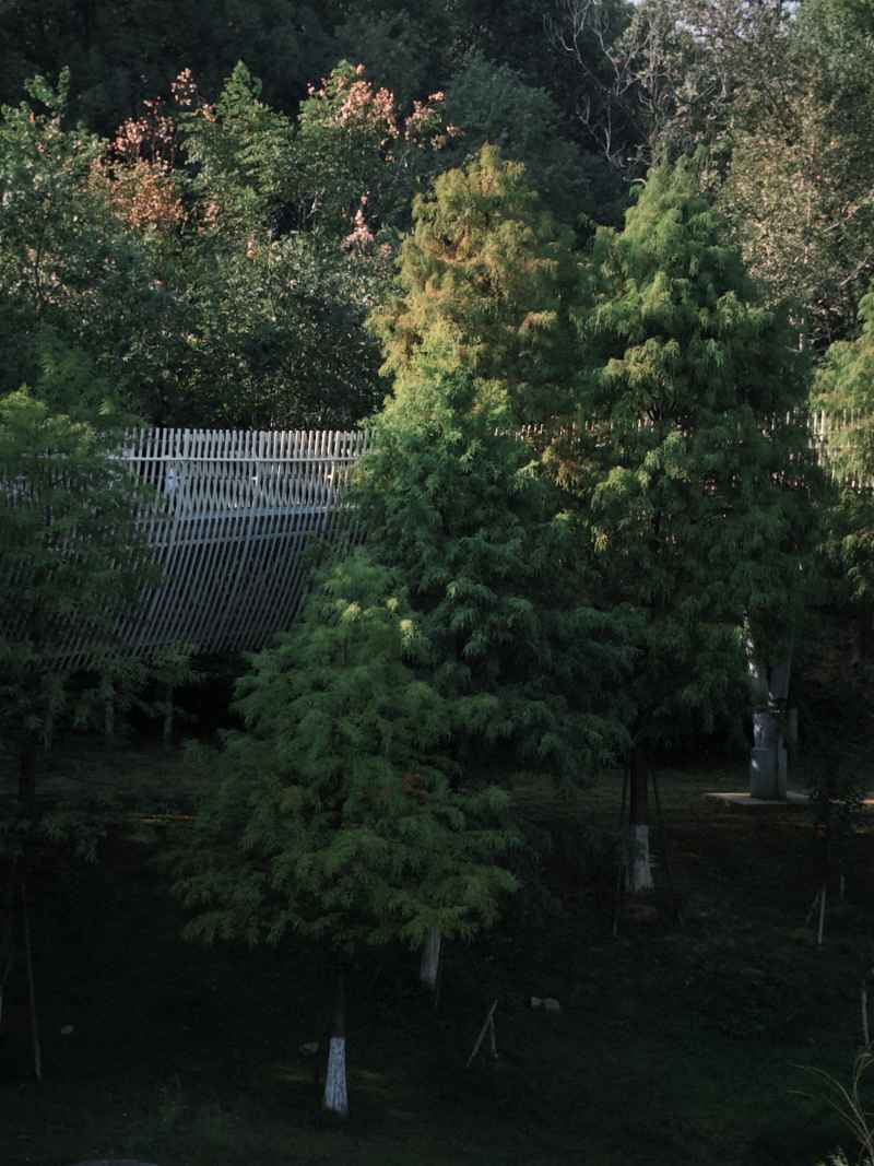 森林公园