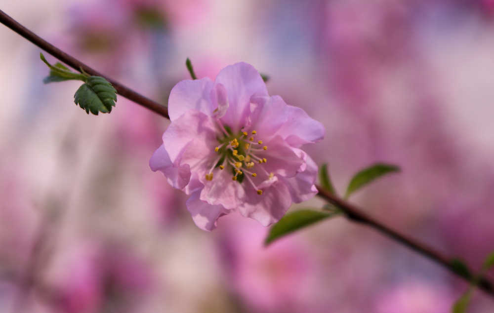 鲜花