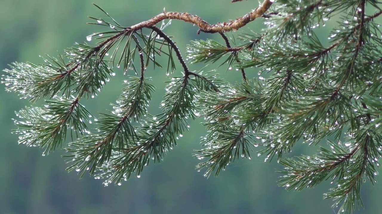 松针上的露珠
