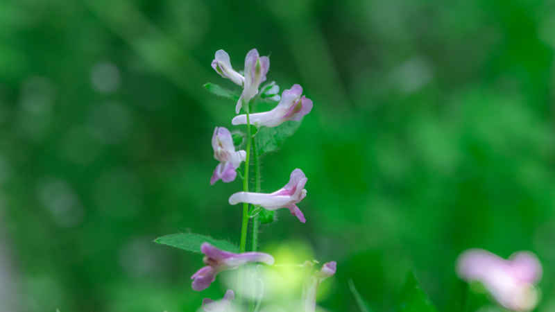 牵牛花