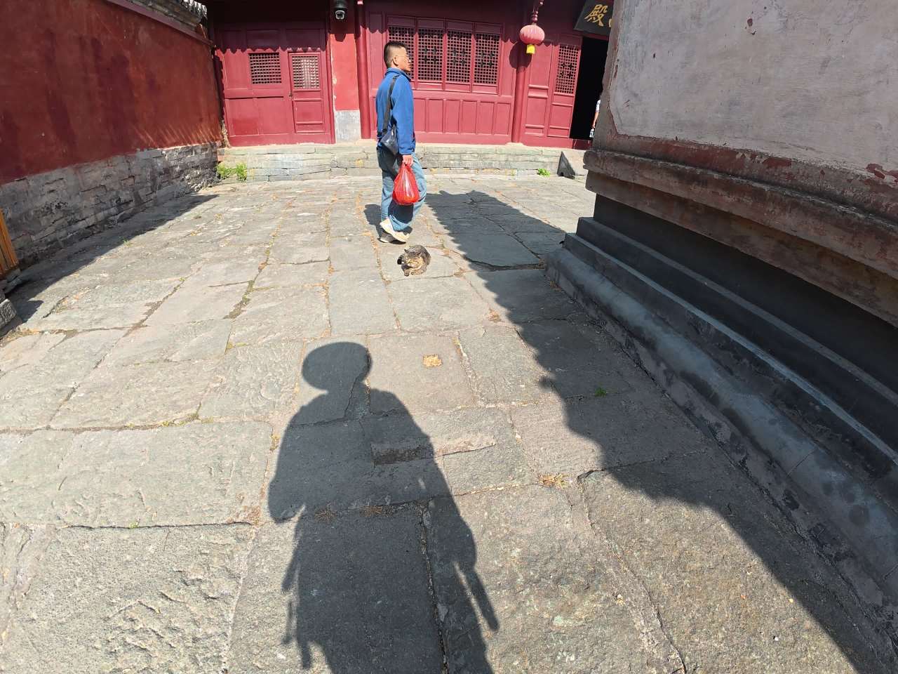 阳光下的宠物互动