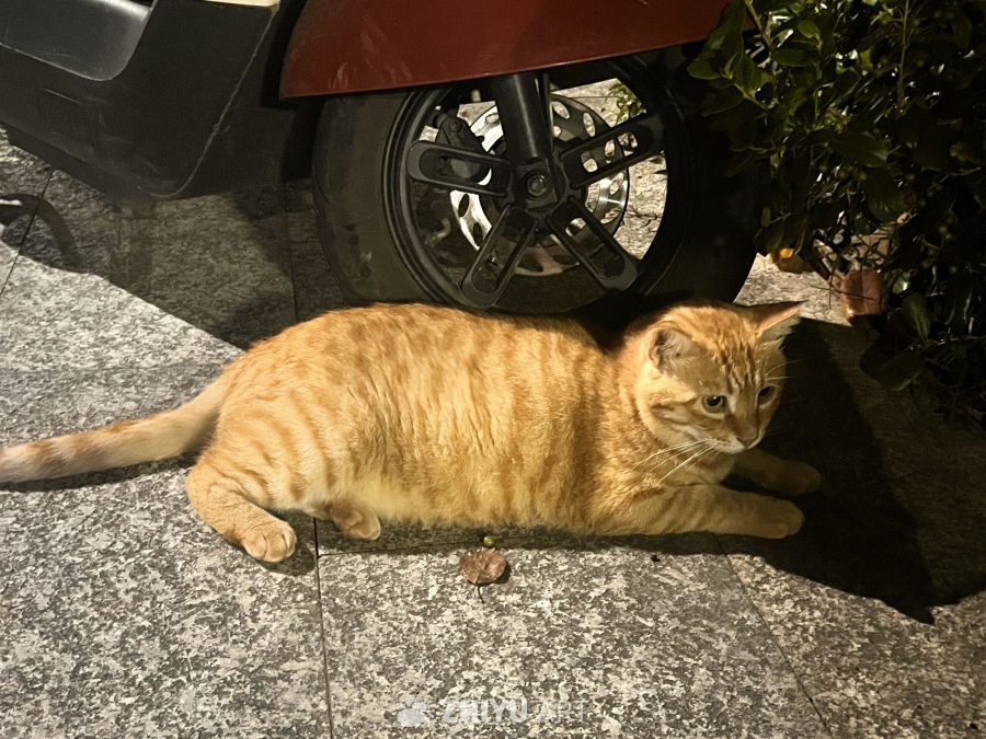 夜色中的橙猫