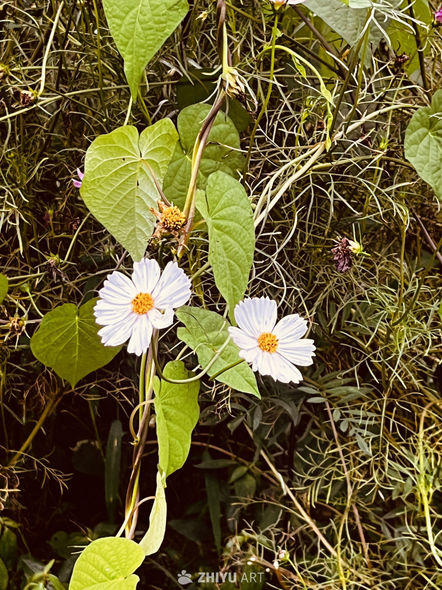 白花与绿叶的和谐