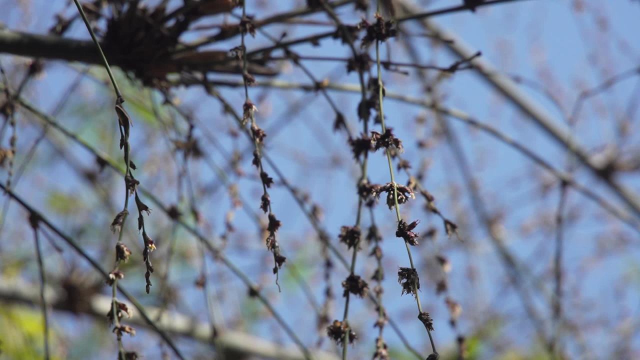 植物界的奇观竹子开花 27