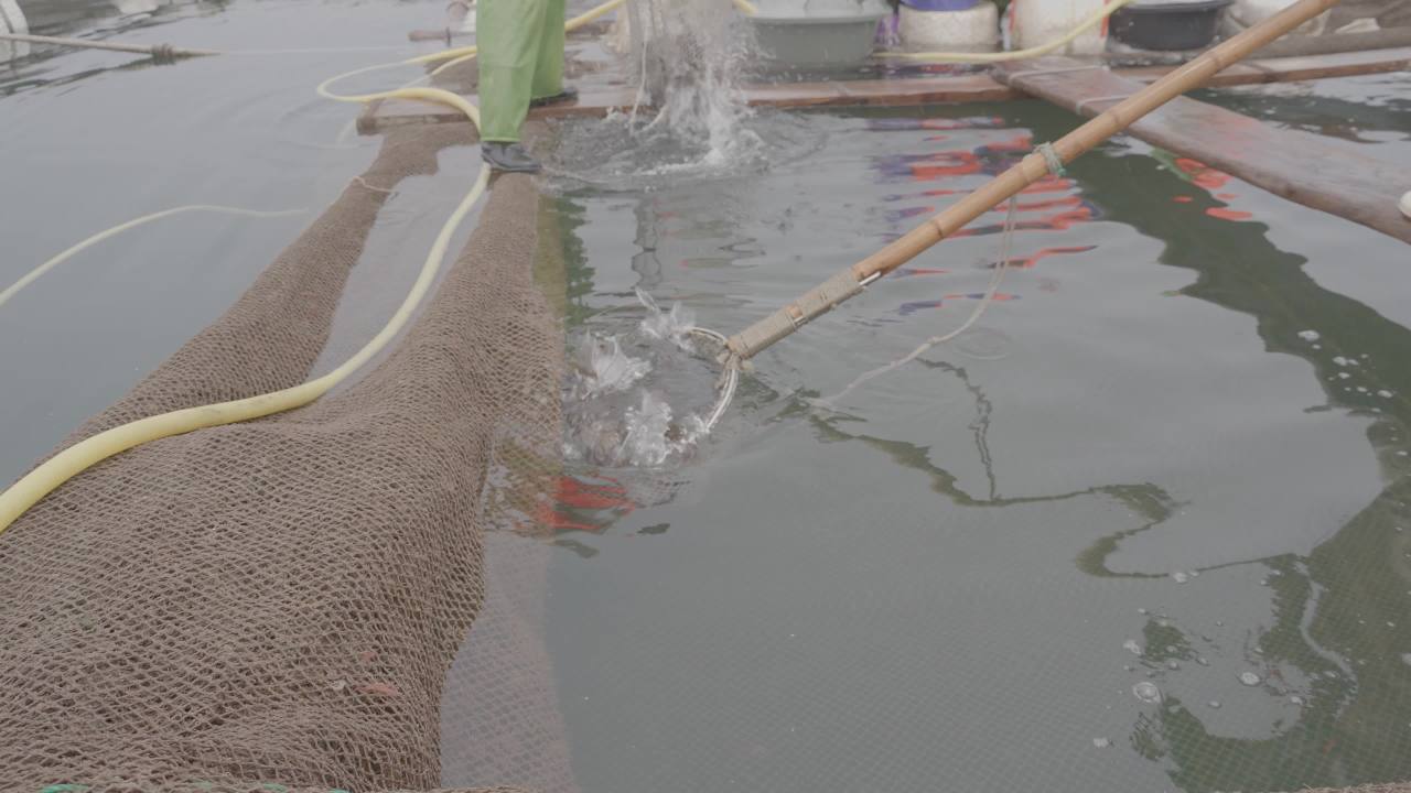 渔民捞鱼作业场景