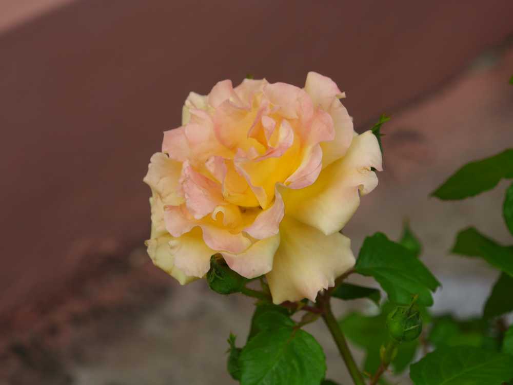玫瑰花
