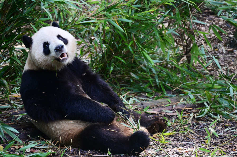 公园里一只坐着吃竹子的大熊猫