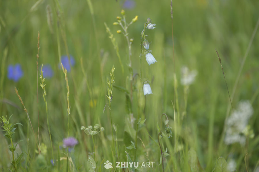 田野中的花朵