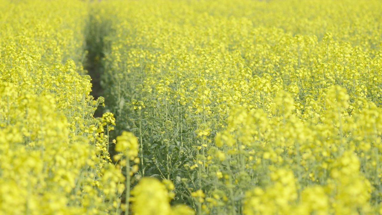 春天农村油菜花海蜜蜂采蜜 50