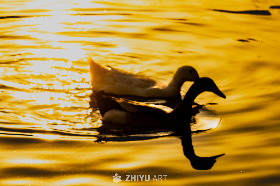 夕阳下的双鸭戏水